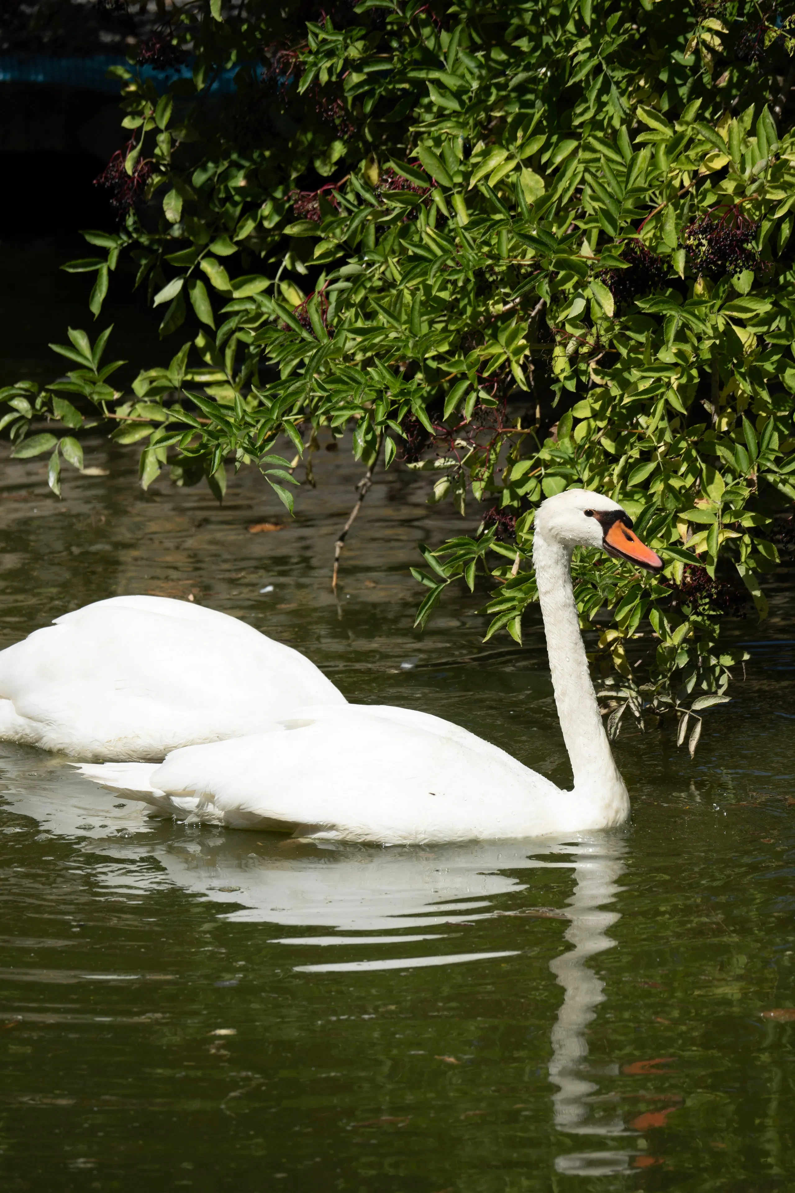 Cygne blanc nageant près des buissons verts.